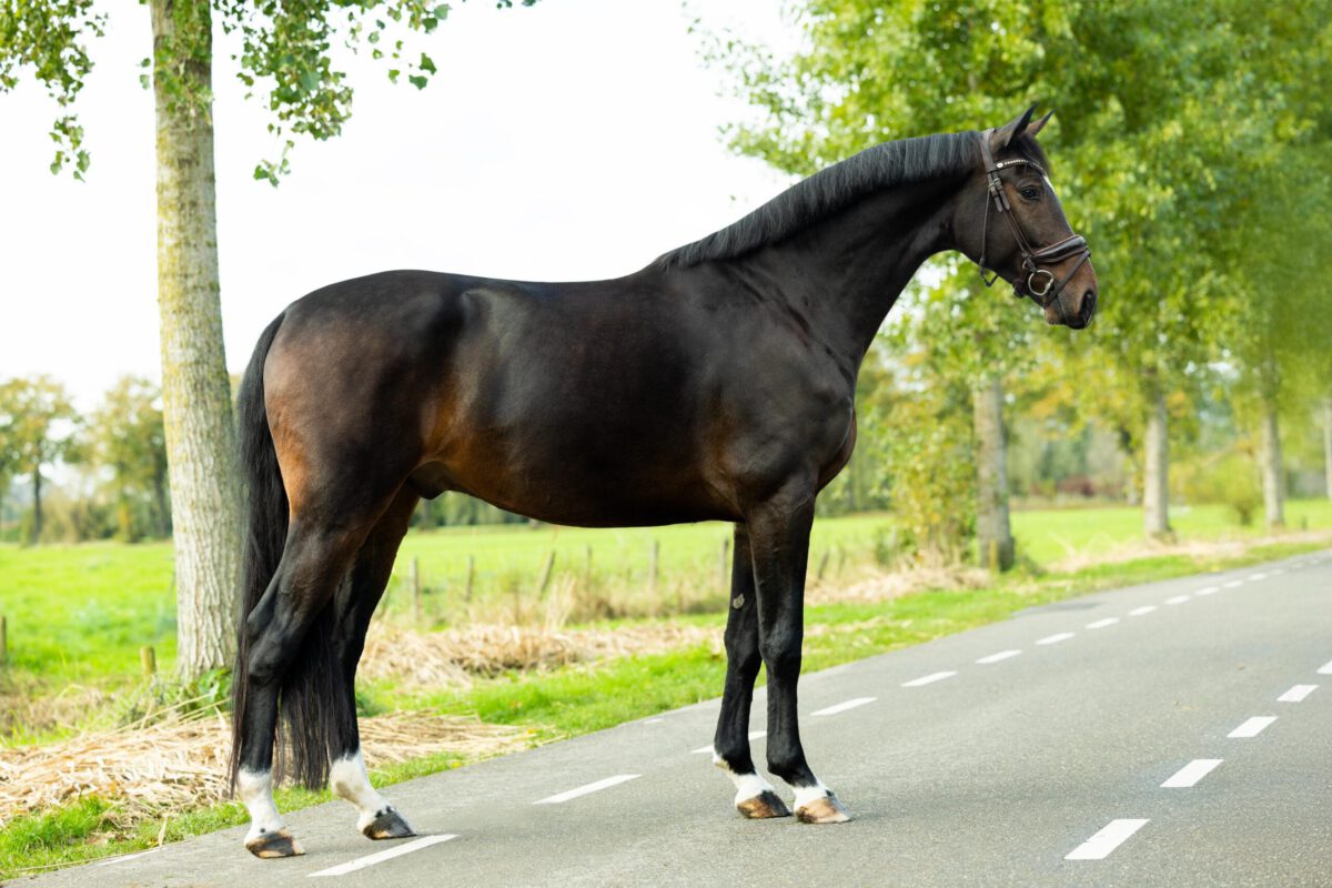 Ommar HM – Ravel x UB 40